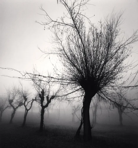 Foggy Trees Dramatic Atmospheric Nature
