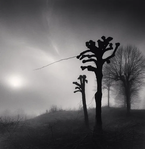 Foggy Trees Dramatic Atmospheric Nature
