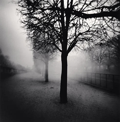 Foggy Trees Dramatic Atmospheric Nature