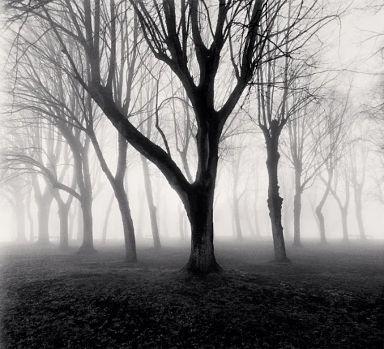 Foggy Trees Dramatic Atmospheric Nature