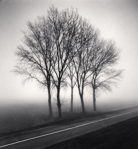 Foggy Trees Dramatic Atmospheric Nature