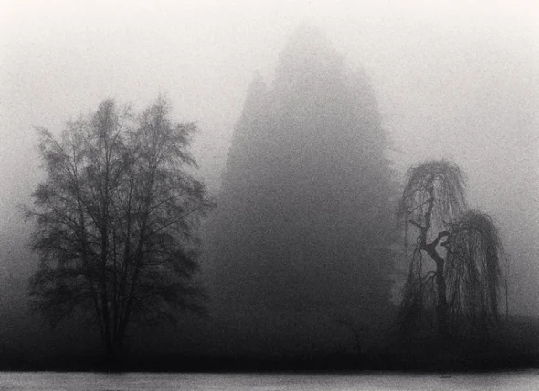 Foggy Trees Dramatic Atmospheric Nature
