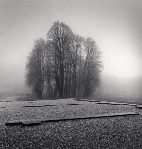 Foggy Trees Dramatic Minimalist High Contrast Mysterious Nature