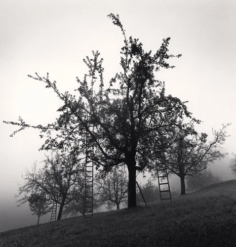 Foggy Trees Ladders Dramatic Atmospheric Nature