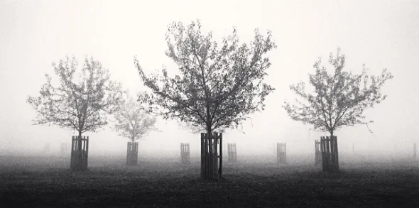 Foggy Trees Minimalist High Contrast Mysterious Nature