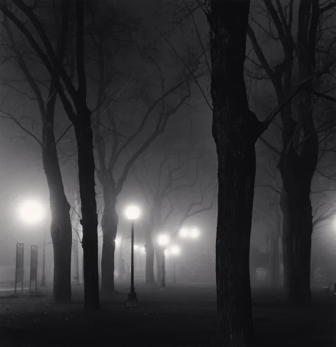 Foggy Trees Street Dramatic Atmospheric Mysterious