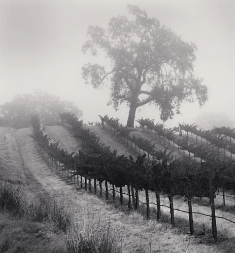 Foggy Vineyard Tree Dramatic Textured High Contrast Mysterious Nature