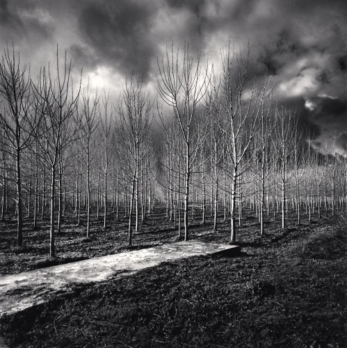 Forest Dramatic High Contrast Textured Mysterious Atmospheric
