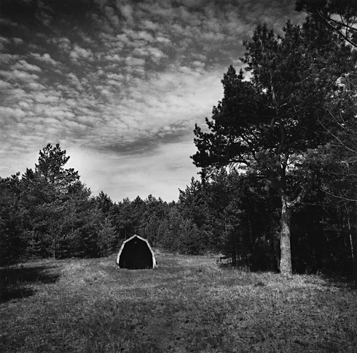 Forest Dramatic High Contrast Mysterious Nature