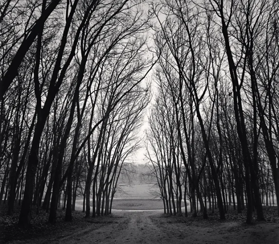 Forest Dramatic Symmetrical High Contrast Mysterious Nature
