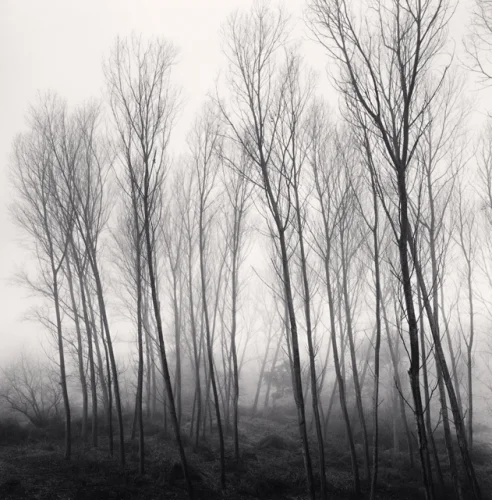 Forest Foggy Dramatic Atmospheric Mysterious High Contrast