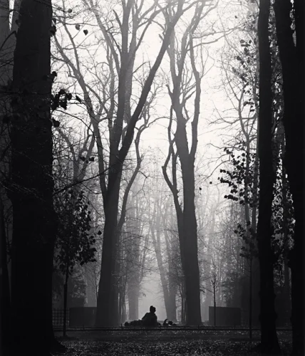 Forest Foggy Dramatic High Contrast Moody Atmospheric