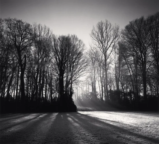 Forest Foggy Dramatic High Contrast Mysterious Atmospheric