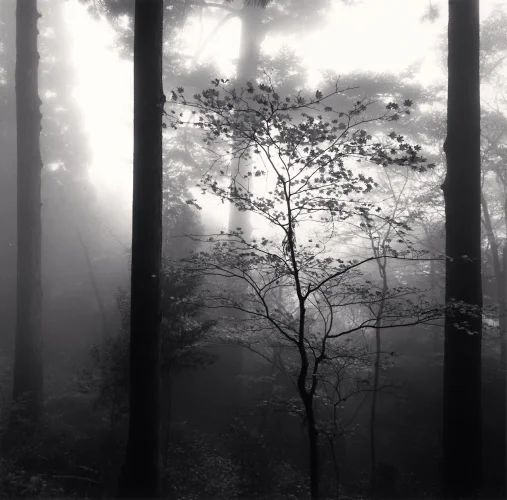 Forest Foggy Dramatic High Contrast Mysterious Atmospheric