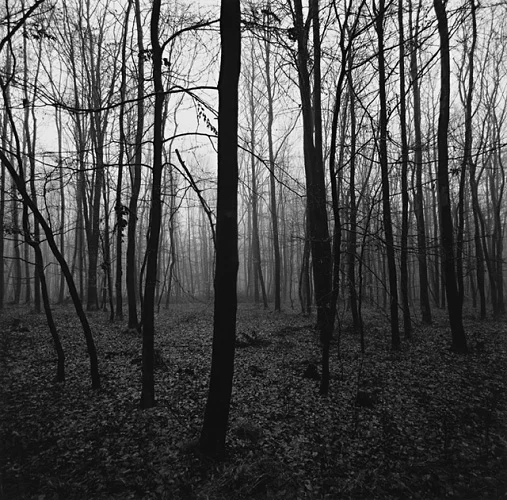Forest Foggy Dramatic Textured High Contrast Mysterious