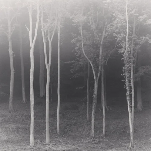 Forest Foggy Dramatic Textured High Contrast Mysterious