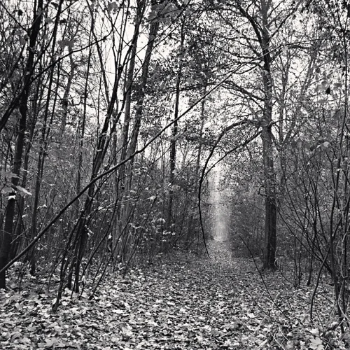 Forest Foggy Dramatic Textured High Contrast Mysterious