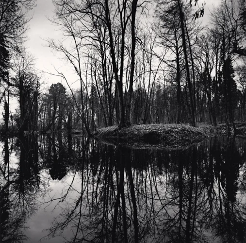 Forest Foggy Dramatic Textured High Contrast Mysterious