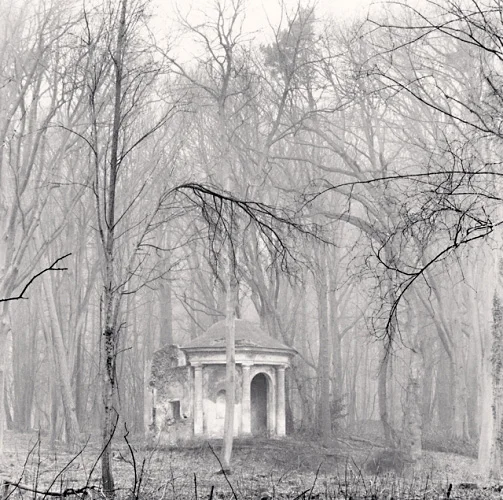 Forest Foggy Dramatic Textured High Contrast Mysterious