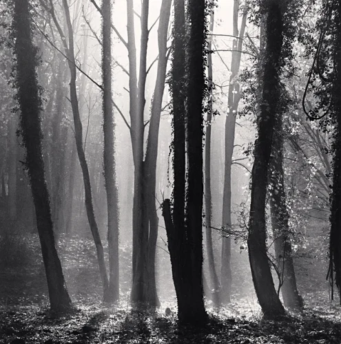 Forest Foggy Dramatic Textured High Contrast Mysterious Atmospheric