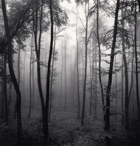 Forest Foggy Dramatic Textured High Contrast Mysterious