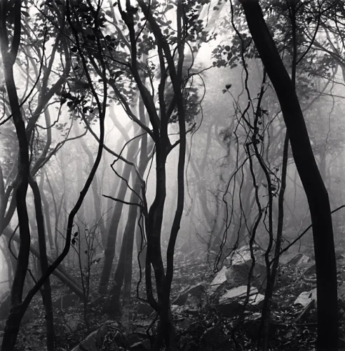 Forest Foggy Dramatic Textured High Contrast Mysterious