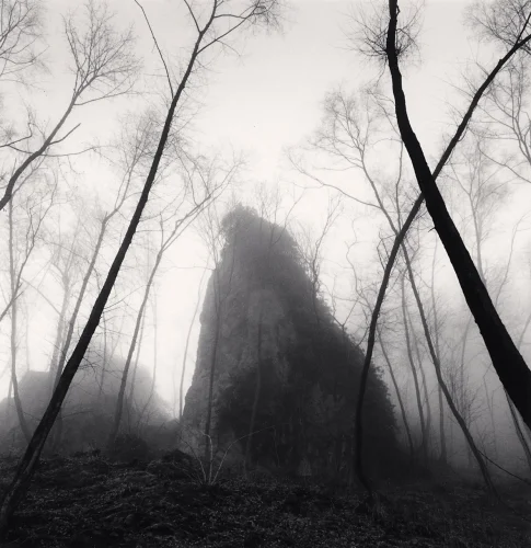 Forest Foggy Dramatic Textured High Contrast Mysterious