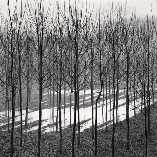 Forest Foggy Dramatic Textured High Contrast Mysterious
