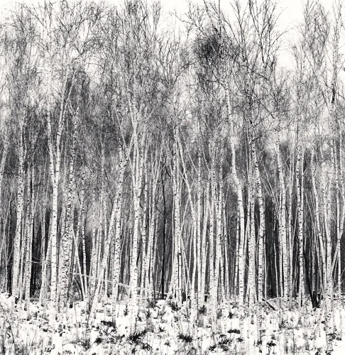 Forest High Contrast Dramatic Textured Mysterious Nature