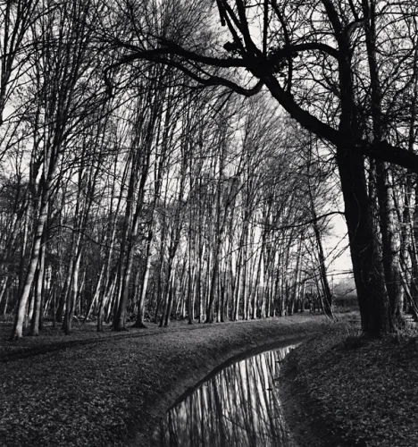 Forest High Contrast Dramatic Textured Mysterious Nature