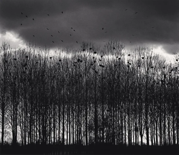 Forest High Contrast Dramatic Moody Nature