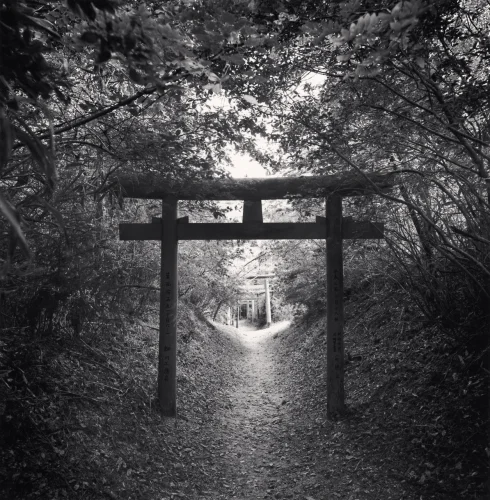 Forest Pathway Torii Gate Dramatic High Contrast Mysterious