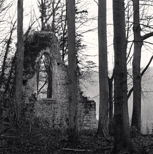 Forest Ruins Gothic Arches Dramatic High Contrast Mysterious