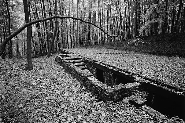 Forest Ruins Textured High Contrast Mysterious Nature