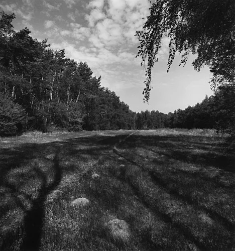 Forest Shadows Textured High Contrast Mysterious Nature