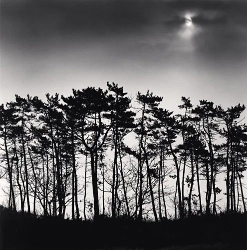 Forest Silhouetted Trees Moonlight High Contrast Dramatic Mysterious
