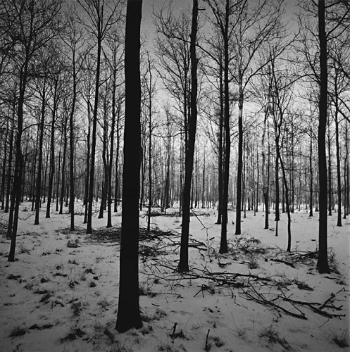 Forest Snowy Minimalist High Contrast Mysterious Nature