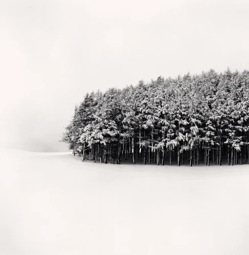 Forest Snowy Minimalist High Contrast Serene