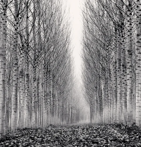 Forest Symmetrical Minimalist High Contrast Mysterious