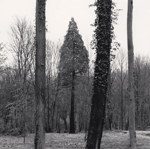 Forest Tall Trees Dramatic High Contrast Mysterious Nature