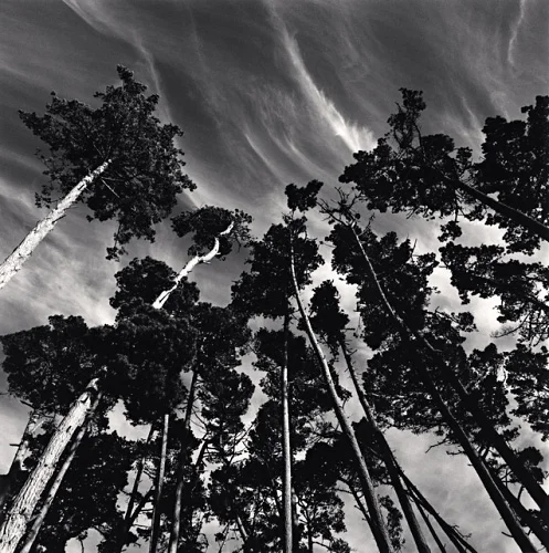 Forest Tall Trees Dramatic High Contrast Moody Nature