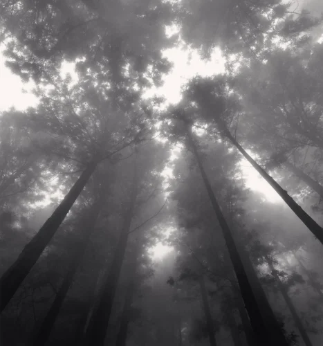 Forest Tall Trees Foggy Dramatic Atmospheric Mysterious