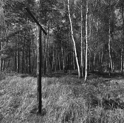 Forest Tall Trees Grass Pole Black and White High Contrast Mysterious