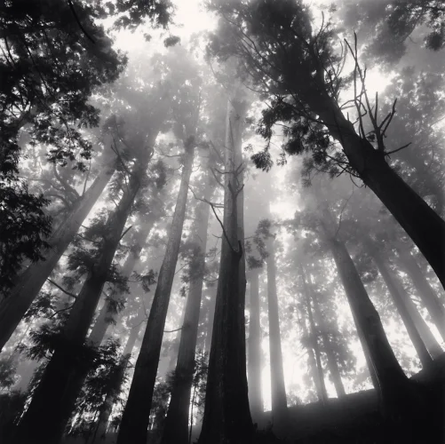 Forest Tall Trees Misty Dramatic High Contrast Mysterious