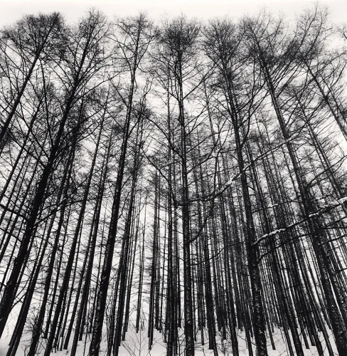 Forest Tall Trees Winter Snowy Black White High Contrast