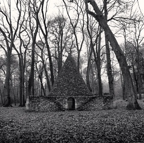 Forest Textured High Contrast Mysterious Atmospheric Nature