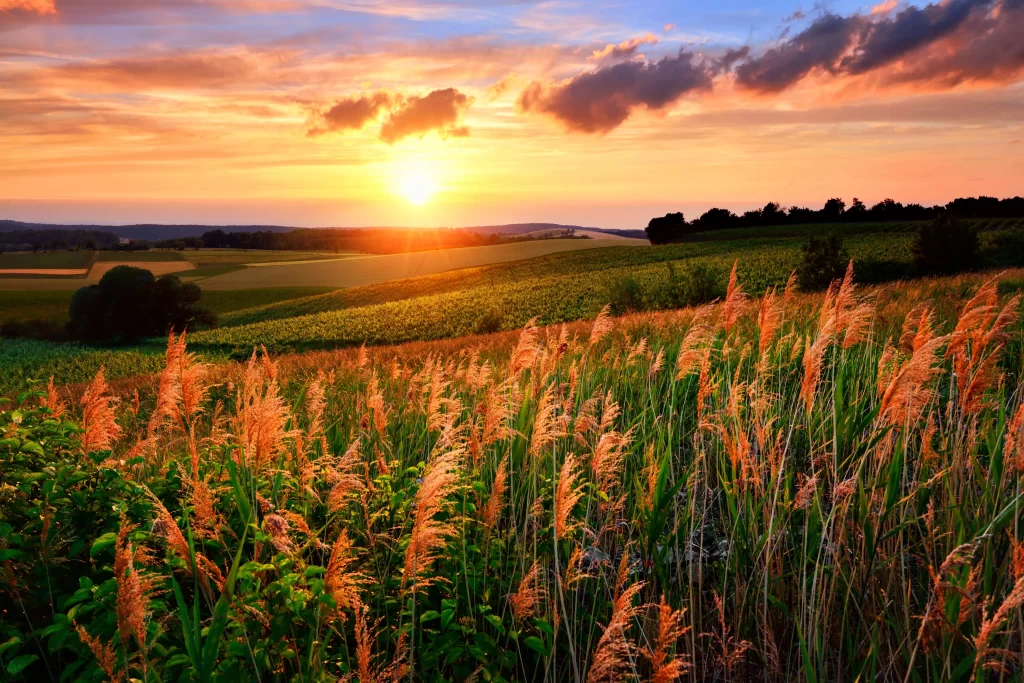Golden Grasses Sunset Fields Rolling Hills