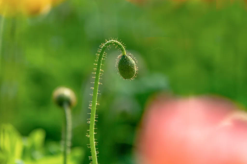 Green Bud Stalk Spiky Texture Blurred Background