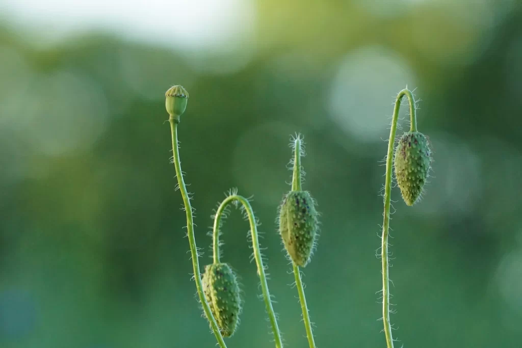 Green Corn Poppy Bud Nature