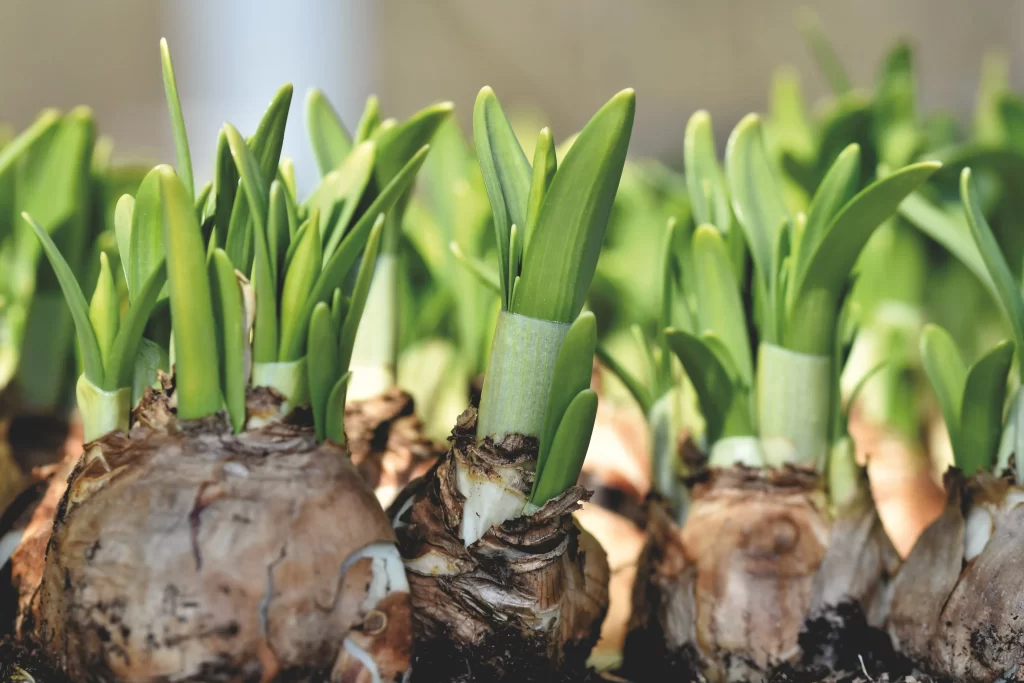 Green Daffodil Bulb Sprout Nature